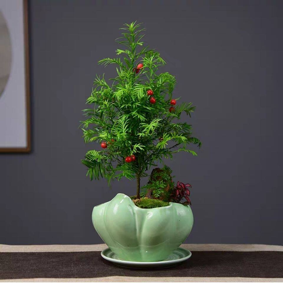正宗南方红豆杉盆栽绿植植物阳台室内甲醛客厅绿植
