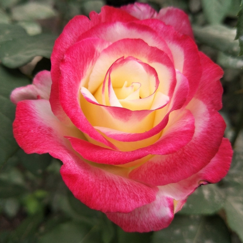 红双喜月季花苗节日礼花茶花女绯扇粉扇黑魔术摩纳哥公爵特大花朵