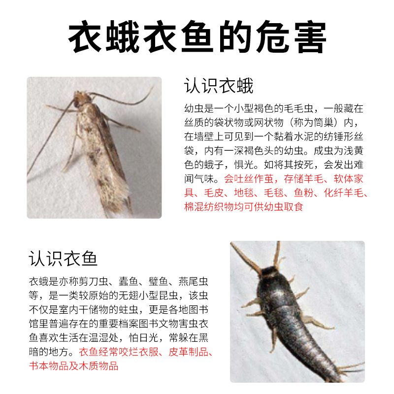 衣鱼虫根治图片