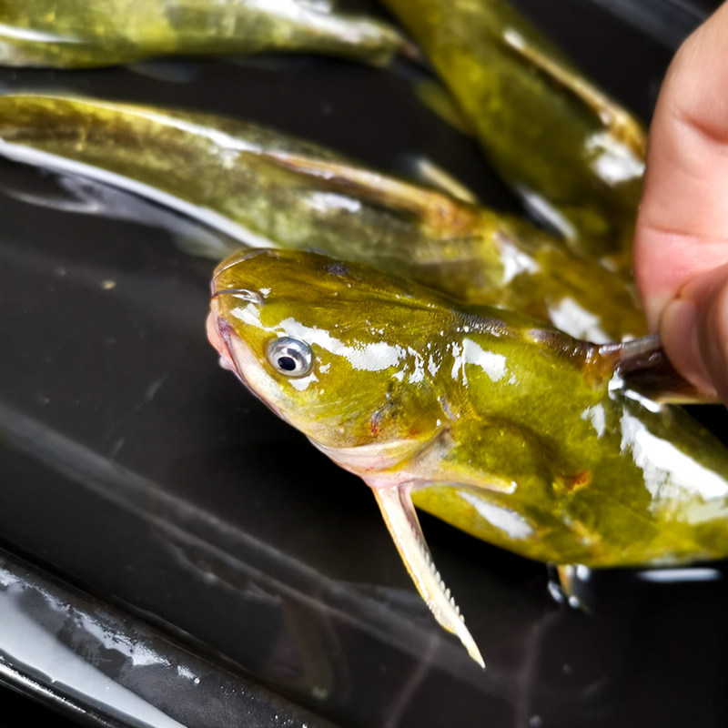 野湖捕昂刺鱼小河河鱼淡水鱼新鲜黄辣丁鲜活黄颡鱼淡水鱼类