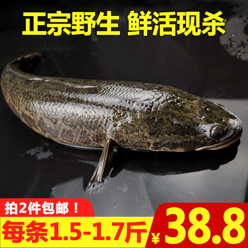 野生活鱼蛇鱼鲜活生鱼财鱼乌鳢淡水鱼淡水鱼类