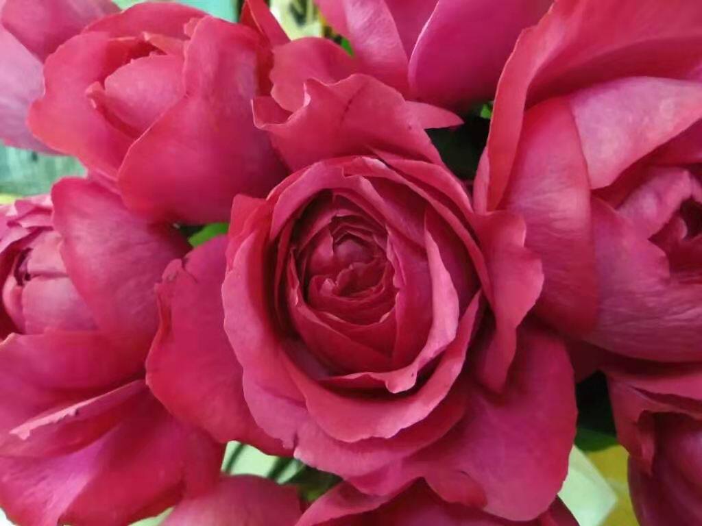 伊芙系列热情月季大花浓香四季开花扦插中苗时令草本花卉