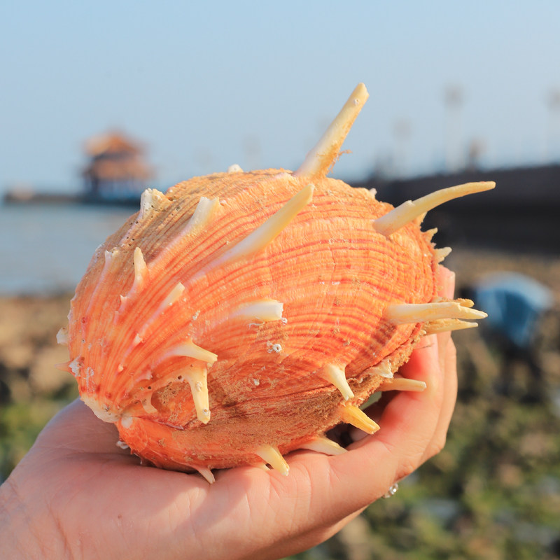 海菊天然带刺双壳菊花花贝壳家居摆件装饰婚庆海螺
