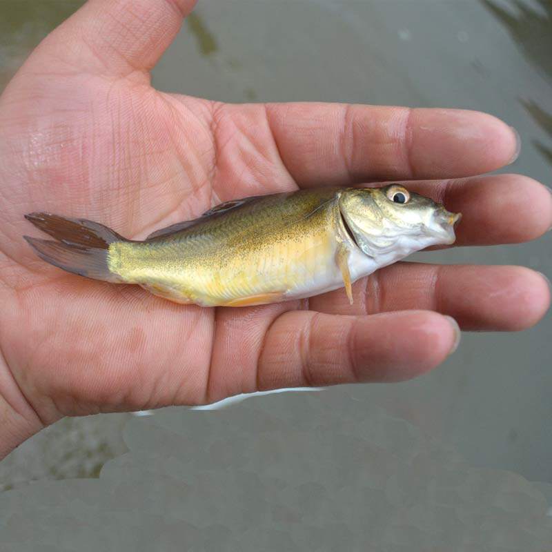 裸鲤鱼苗淡水养殖食用活体冷水观赏鱼无磷无甲鱼