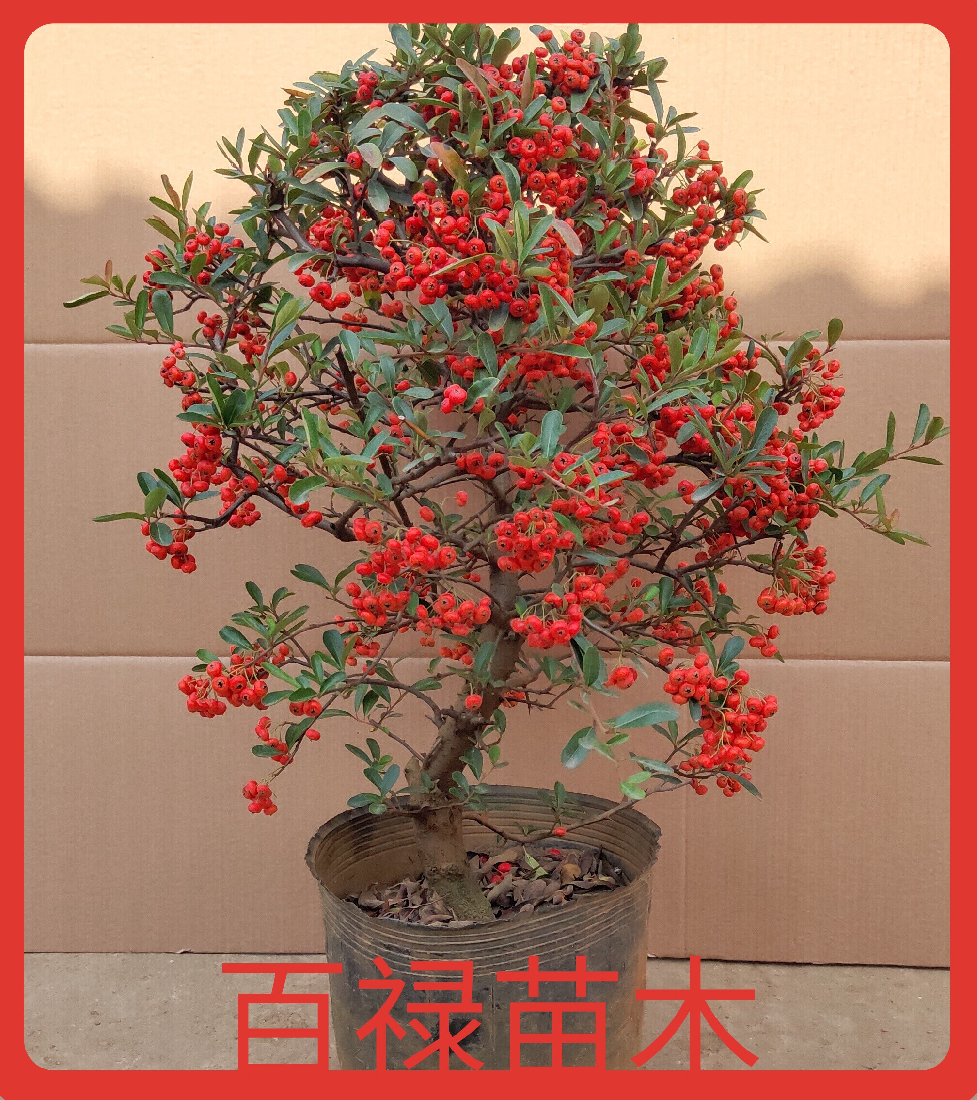 盆景火棘沙棘盆栽树桩绿植观花观植物阳台客厅绿植