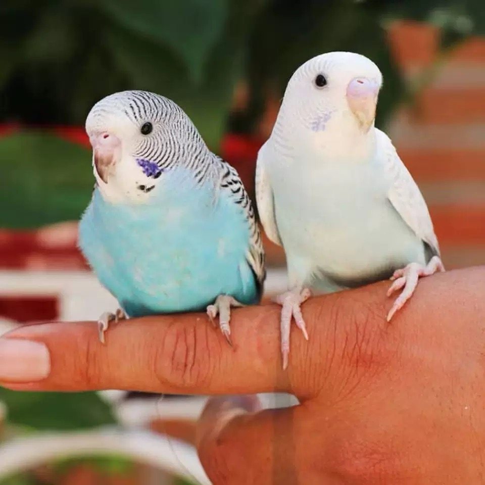 虎皮鹦鹉活鸟体会说话情侣斑可繁殖鸟活宠物鸟