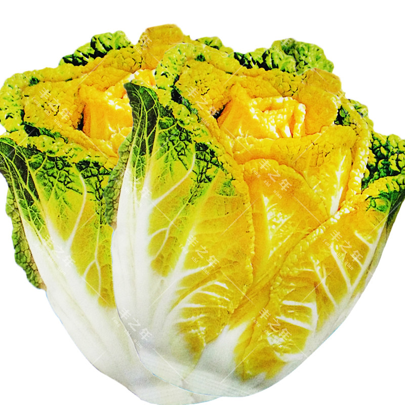 黄芽菜蔬菜秋冬季四季盆栽阳台娃娃种子白菜娃白菜家庭园艺种子
