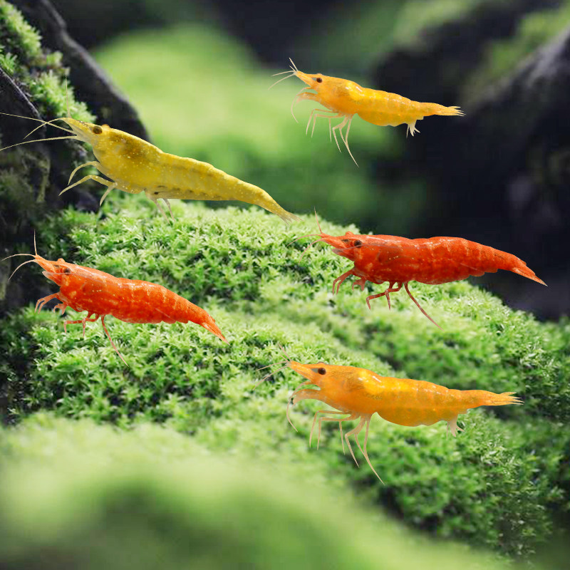 活体活虾观赏小虾宠物水族淡水壳虾包藻极水晶虾