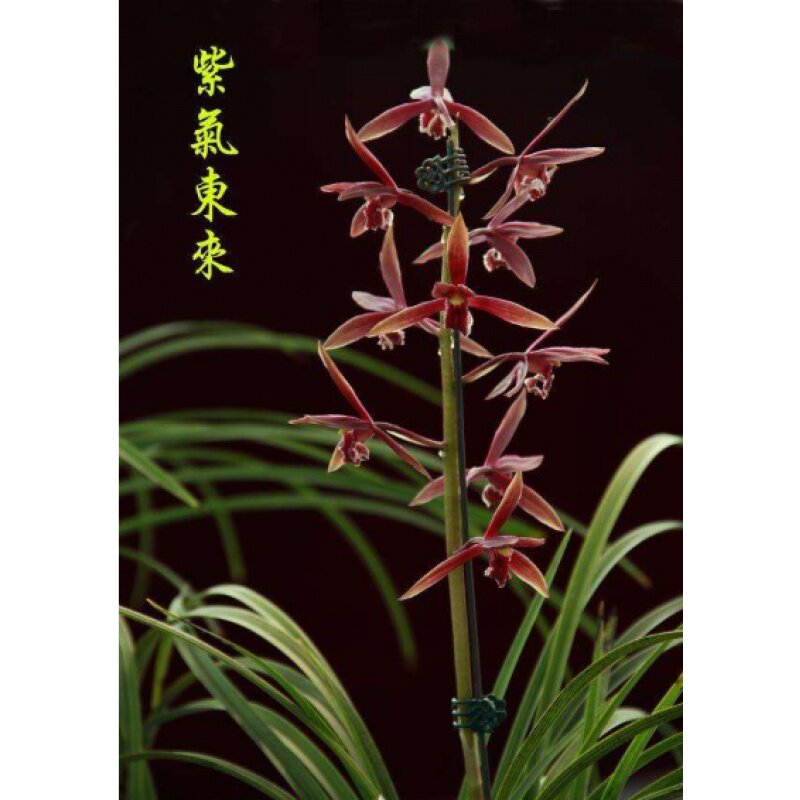 包邮自然老种兰花花苗蕙兰紫气东来阳台花卉花卉园花卉