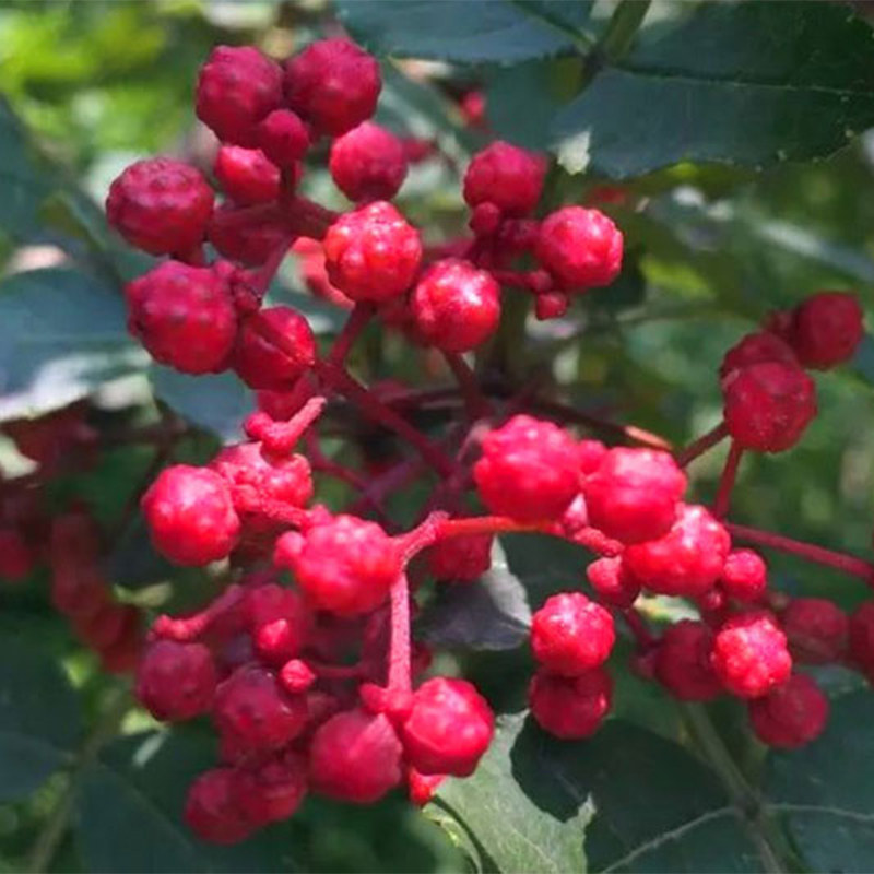 四川茂县大红袍花椒50g