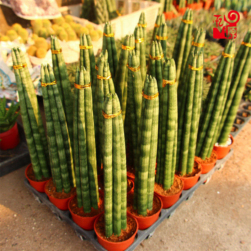 棒叶虎皮兰佛前香室内外绿植盆栽甲醛花卉客厅绿植