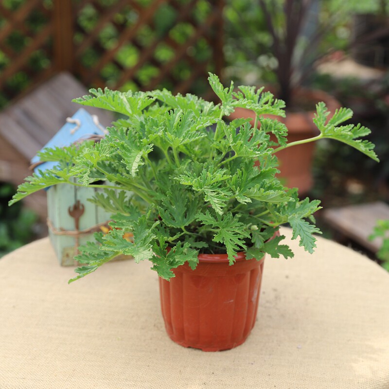 驱蚊盆栽露天室外开花植物阳台花卉花园耐热花卉