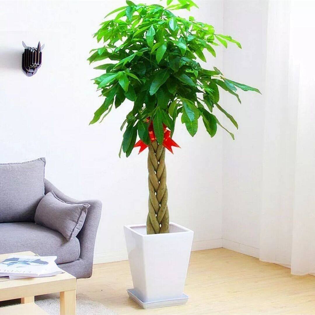 盆栽四季常青发财树开业乔迁招财大型办公办公室花卉