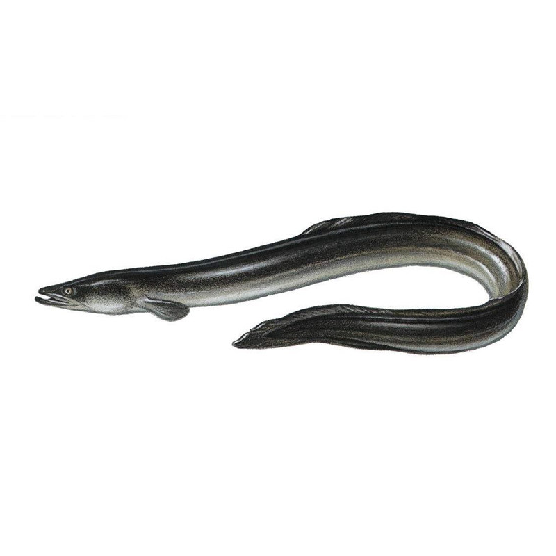 鳗鱼海鳗新鲜野生海鲜水产海鱼潮汕乌耳鳗大条其它