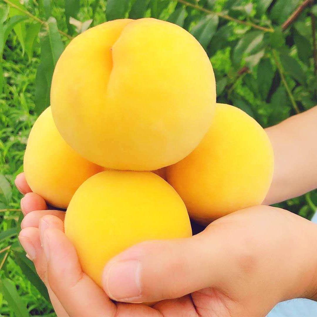 现摘现发,坏果包赔:5斤 小宁子 当季新鲜甜黄桃