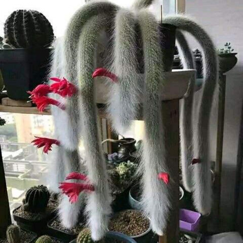 九尾猴长毛仙人掌吹掉仙人球开红花植物有根九尾狐