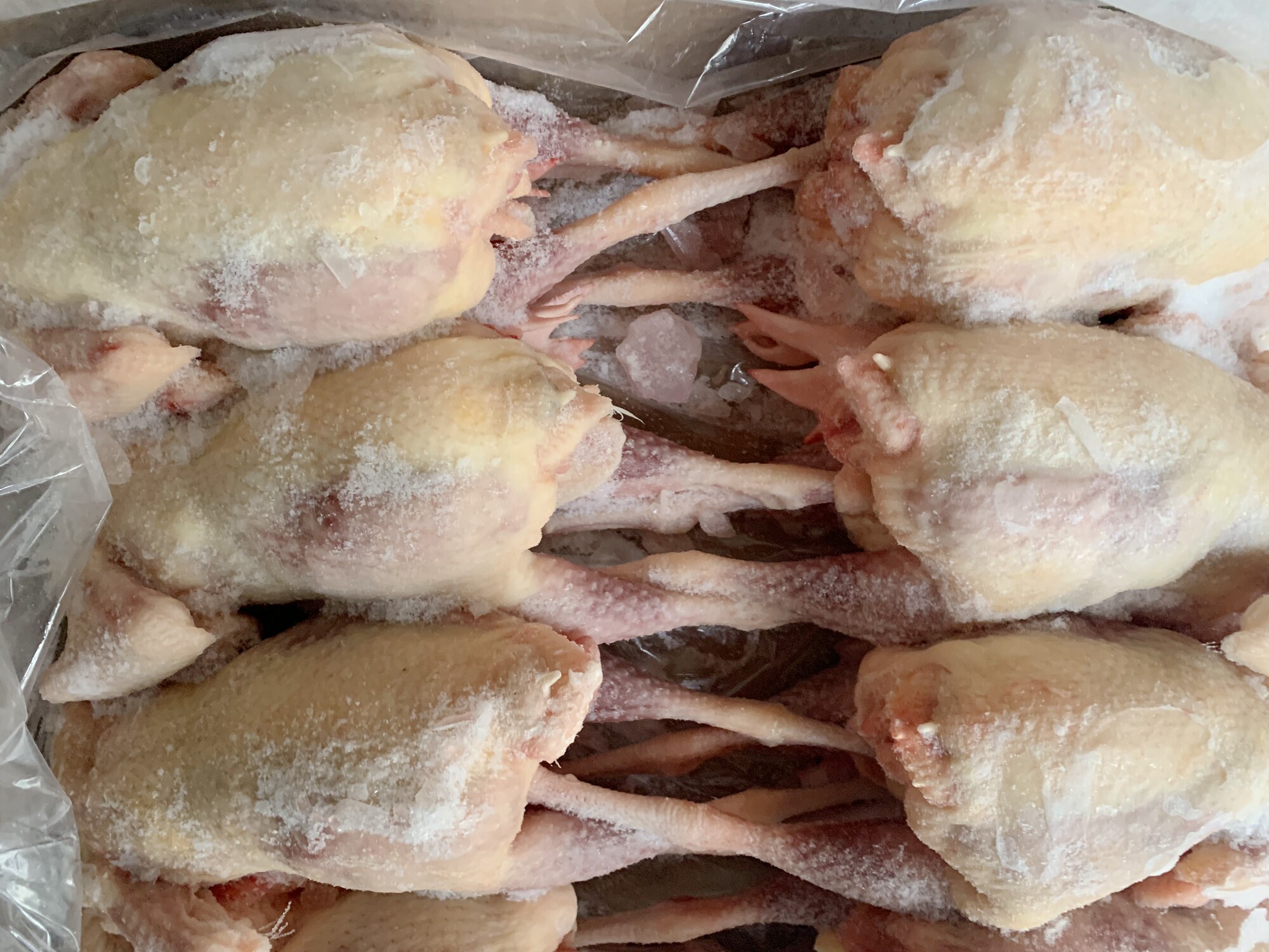 冷冻新鲜德通老鸡11kg8只生鲜鸡肉鸡腿老母整鸡