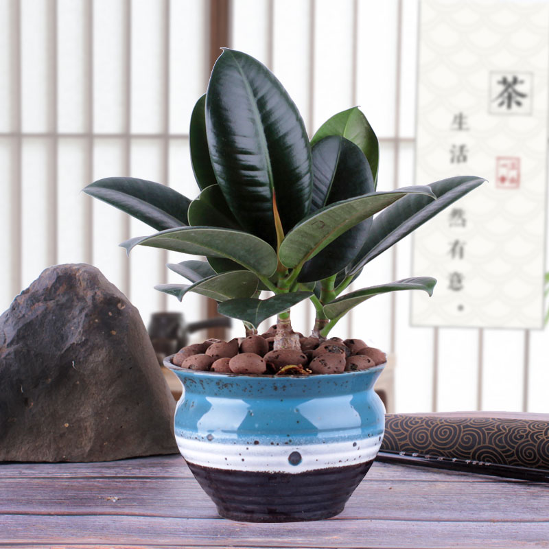 橡皮树绿金刚四季常青小盆盆栽绿植花卉电影绿植