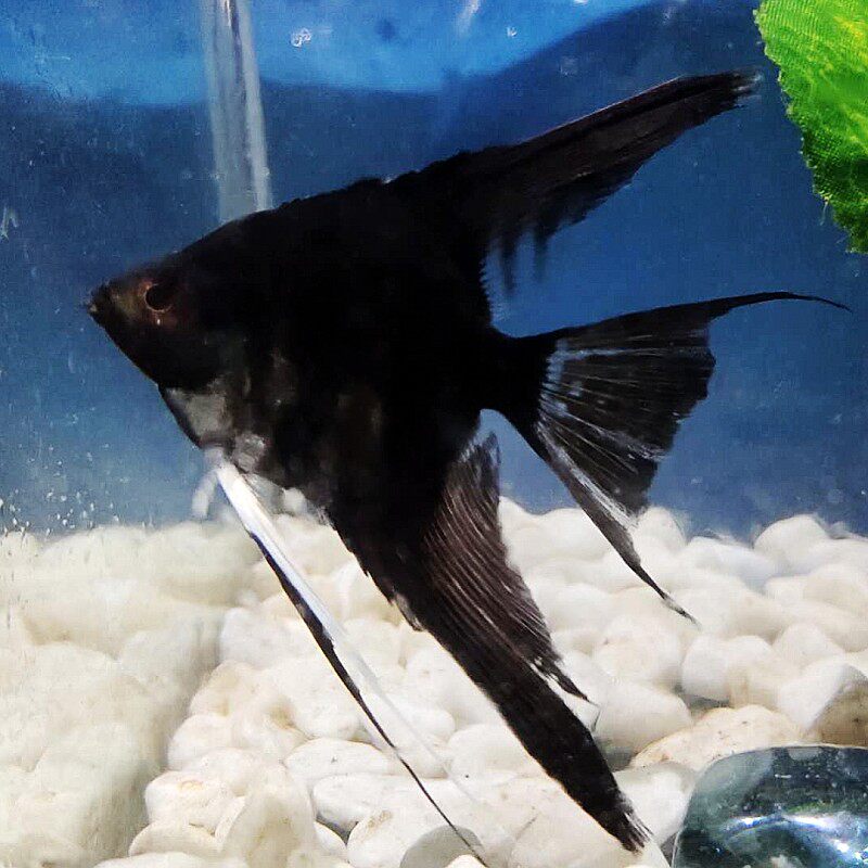 神仙鱼热带观赏燕鱼秘鲁蓝魔群游中小型淡水七彩鱼苗活体宠物包邮