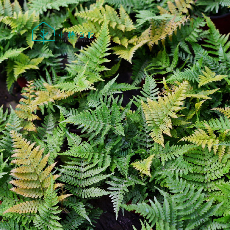 小椿日彩虹蕨红盖鳞毛耐阴绿植庭院盆栽多年生净化空气绿植