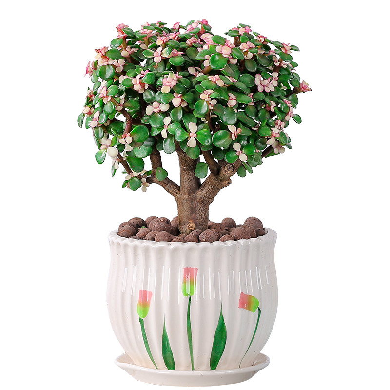 金枝玉叶盆栽老桩造型多肉植物室内花卉雅乐乐之多肉植物