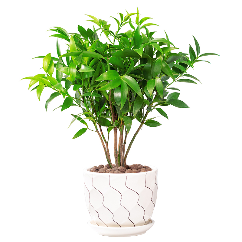 竹柏常青绿好养净化空气植物青绿四季盆栽防蚊驱蚊绿植