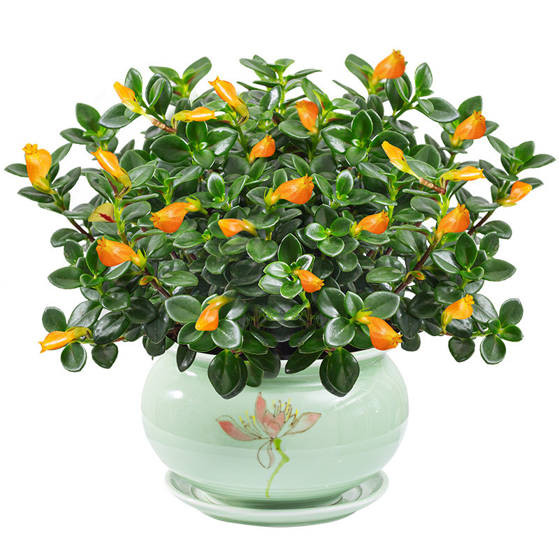 金鱼花室内好养常青四季花苞绿植窗台植物不断时令草本花卉