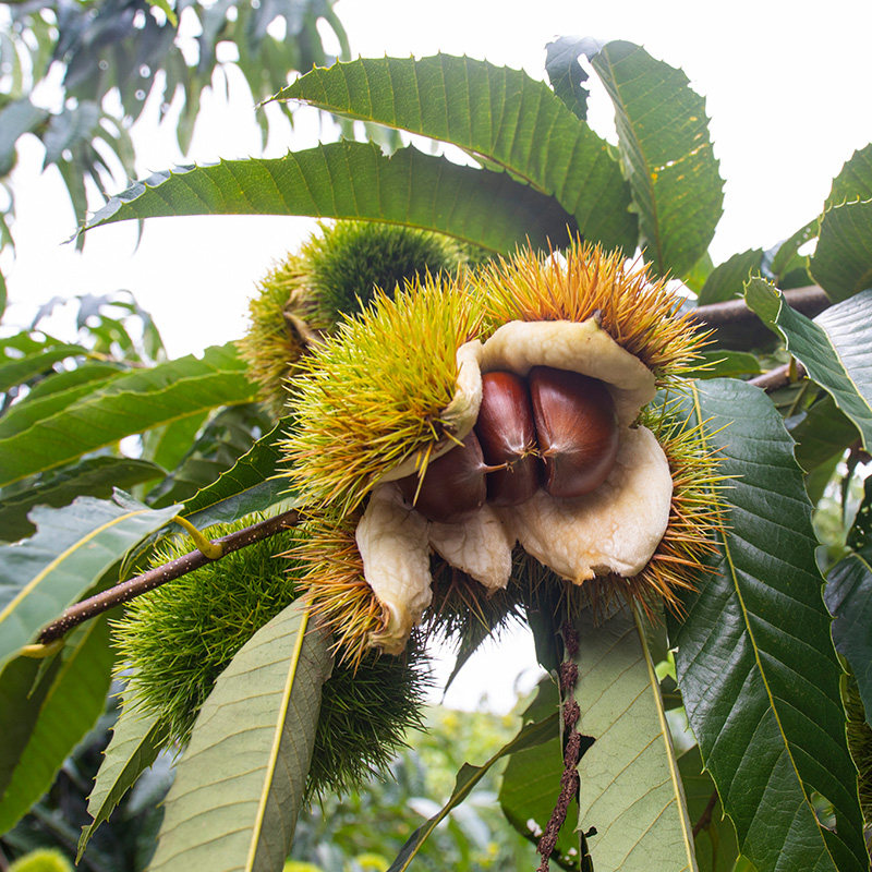 板栗生新鲜2021现摘丹东野生板栗去皮毛板栗仁5斤锥栗毛栗子油栗-mc母