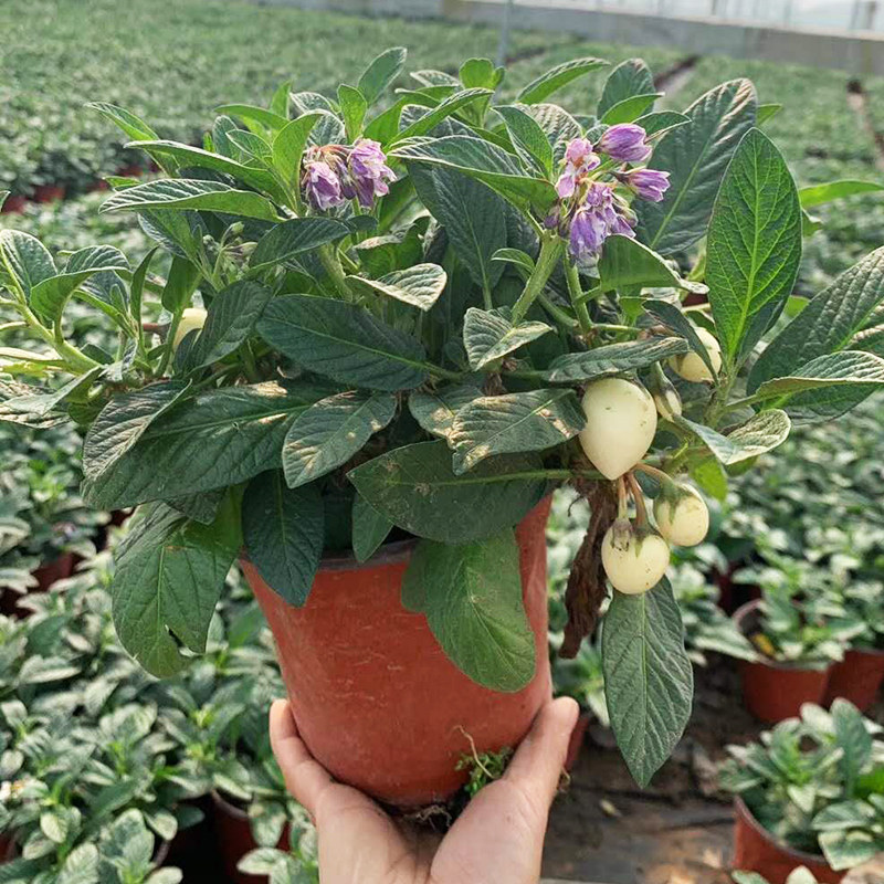 人参果苗子带果盆发货秧嫁接苗子农家阳台盆栽四季蔬菜苗孑包邮