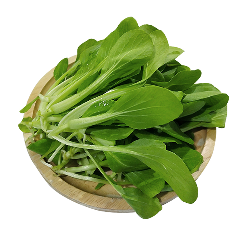 新鲜鸡毛农家种植小青青菜嫩叶宝宝辅食小油菜叶菜类