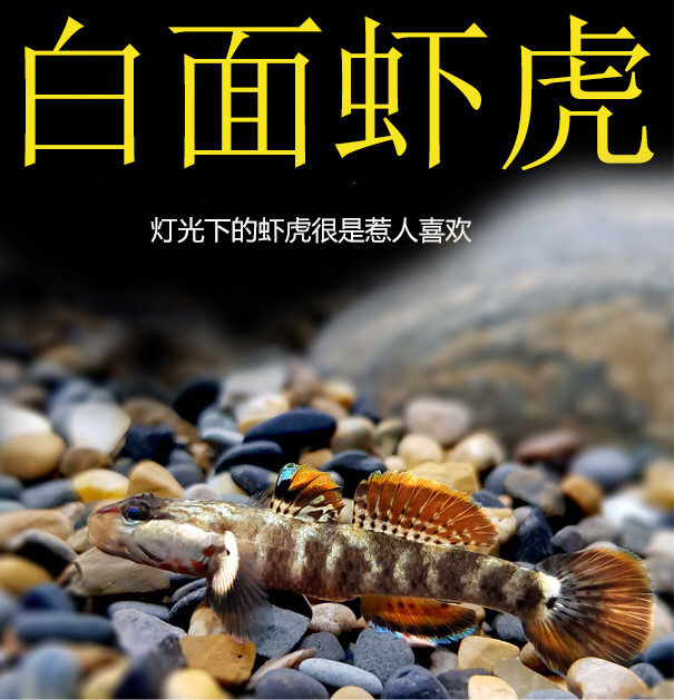 逞虎溪吻虎鱼冷水鱼淡水白面虾虎鱼缸造景小型鱼