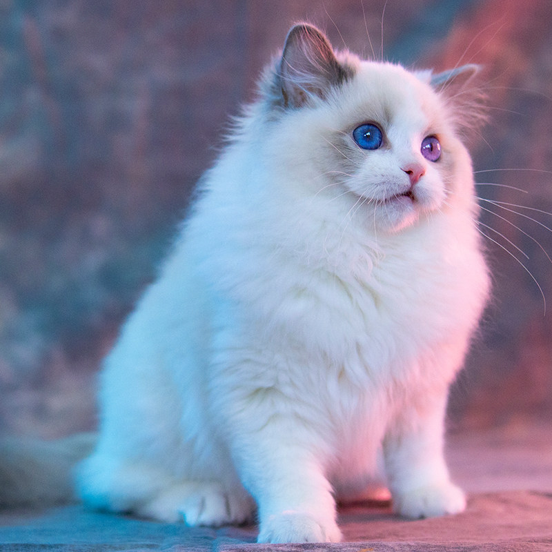 猫咪布偶猫纯种幼猫仙女猫幼宠物猫猫活物小猫猫咪