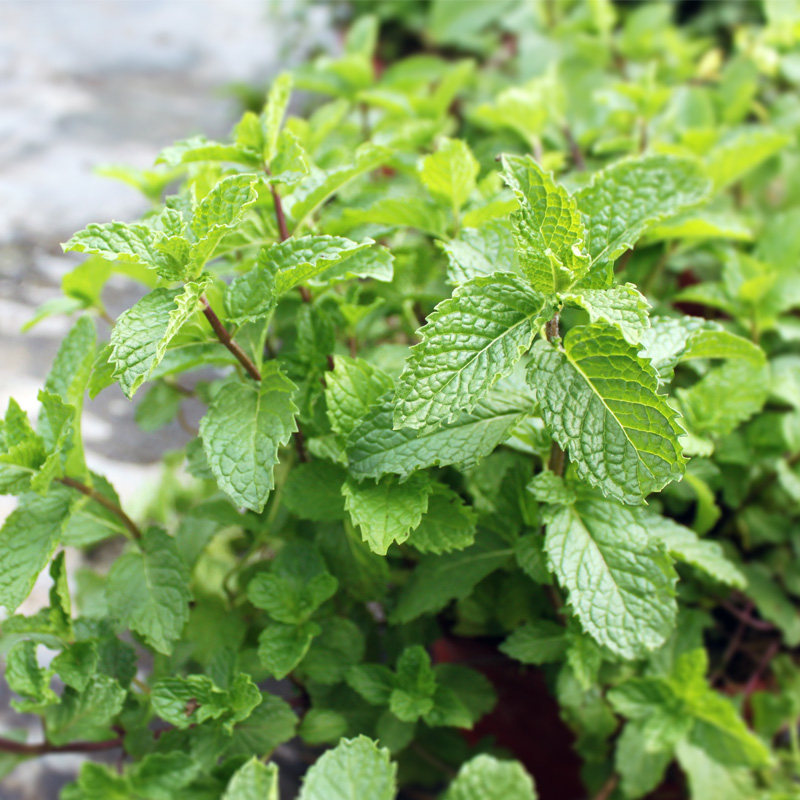 薄荷盆栽香槟办公室阳台植物驱蚊可食用净化空气绿植绿植