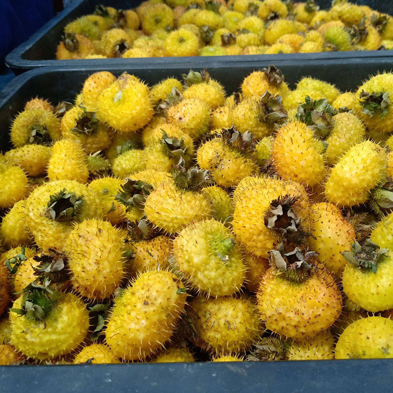 刺梨新鲜鲜果5斤贵州特产野生现摘现发生吃其它