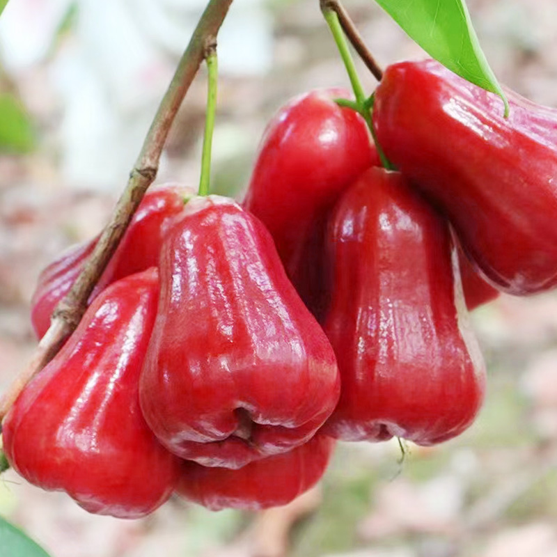 莲雾新鲜水果3斤泰国黑金刚风铃整箱脆甜雾莲莲雾