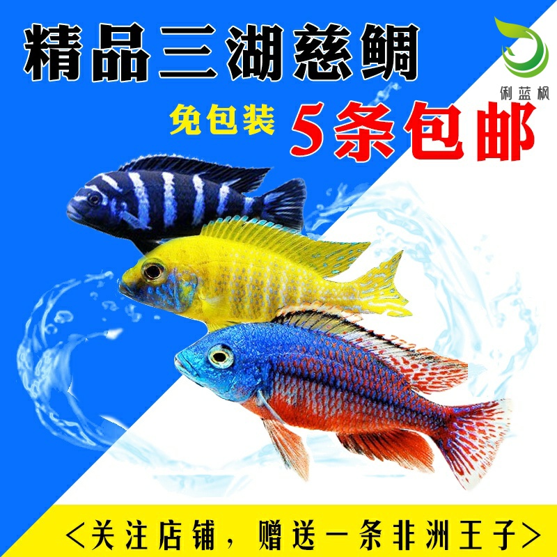 三湖慈鲷岩栖马鲷活体非洲王子阿里热带鱼淡水鱼鱼