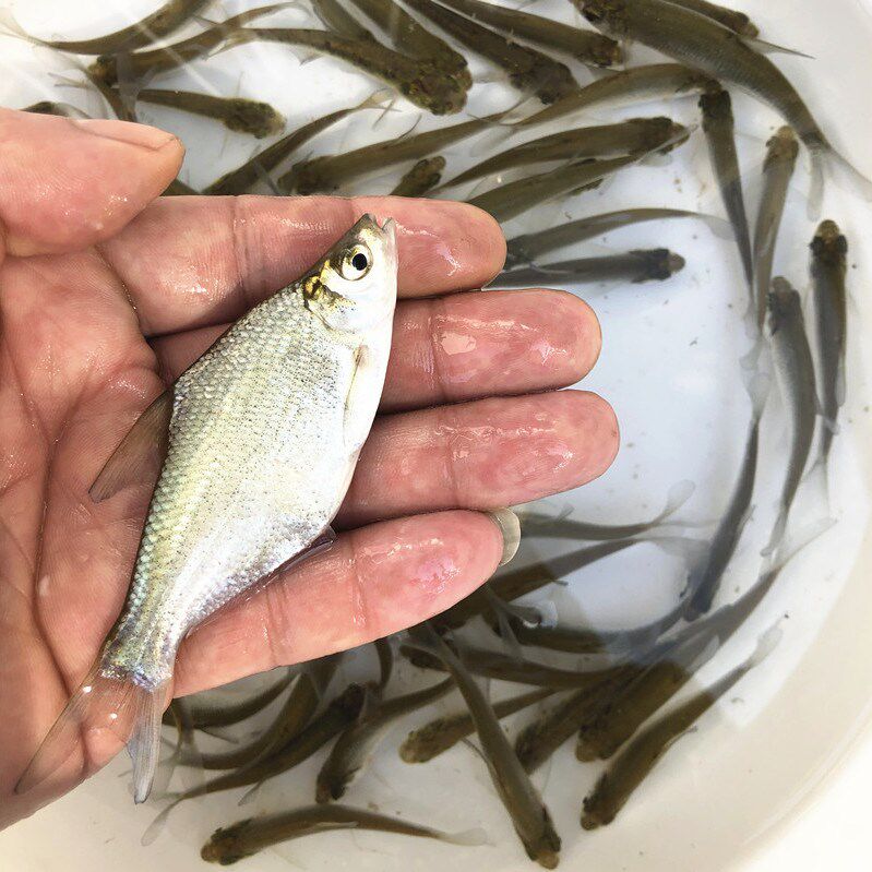 鱼苗武昌鱼观赏鱼活体养殖鱼养殖淡水鲂鱼团头鱼三角鱼