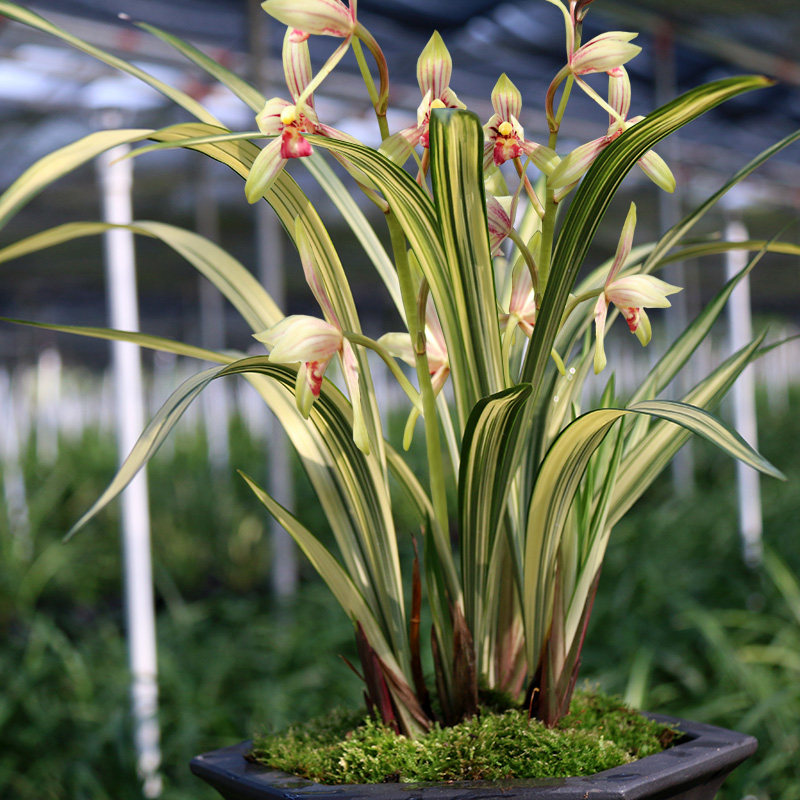 翁源铭品植物绿植室内兰室四季浓香金边兰花时令草本花卉
