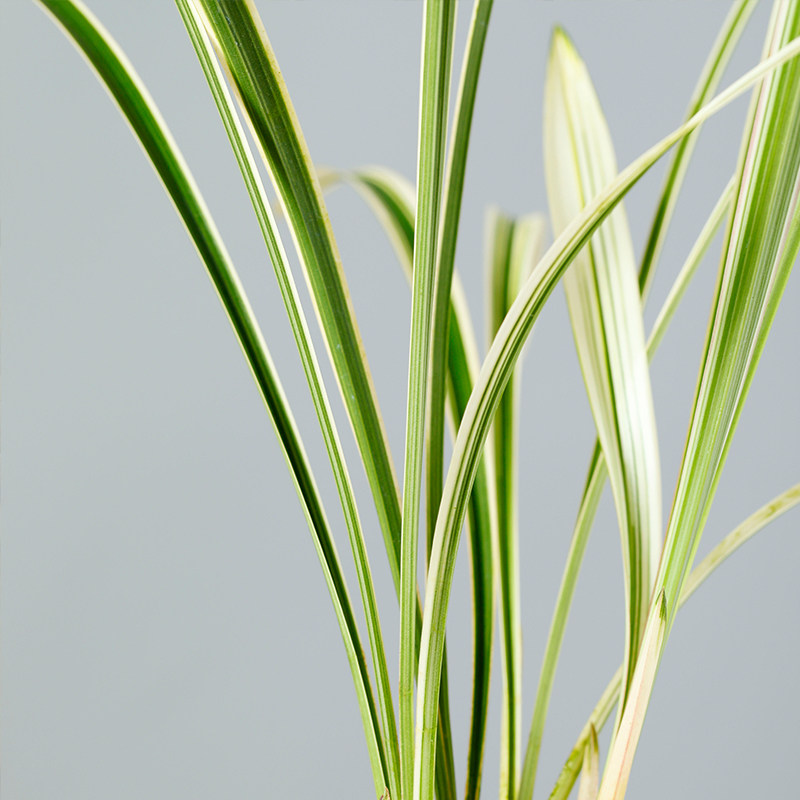 兰花翁源建兰品艺白马王子高端盆栽时令草本花卉