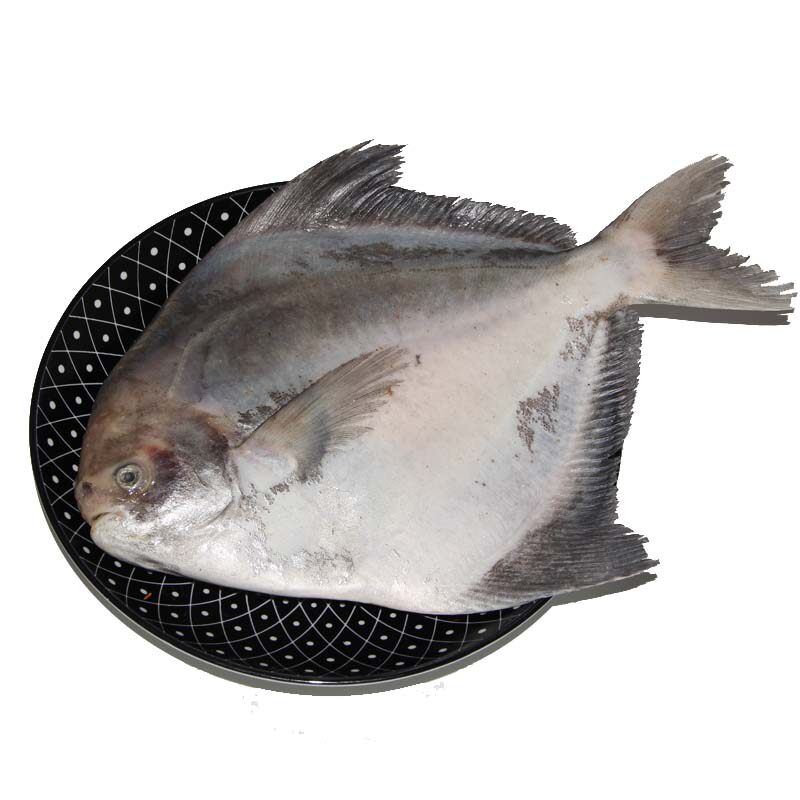 特大水产海鲜新鲜镜鱼昌平乌鲳白昌平500g捕鱼鲳鱼