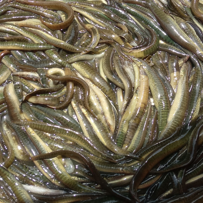 洪湖泥鳅中华棘鳅野湖新鲜沙秋刀鳅鱼250g湖北淡水鱼类