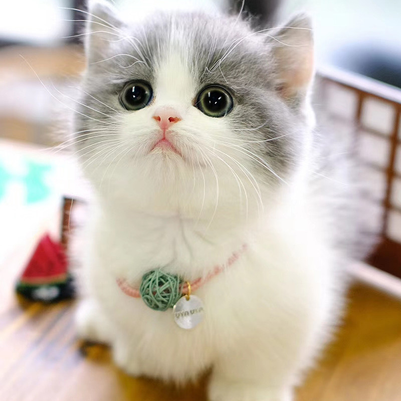 免费无偿领养猫咪活物纯种英短银渐层幼猫蓝猫猫咪