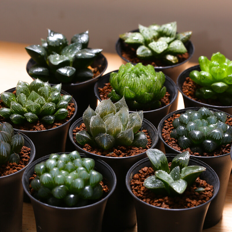 多肉植物姬寿玉露办公办公室室内十二阳台桌面多肉植物