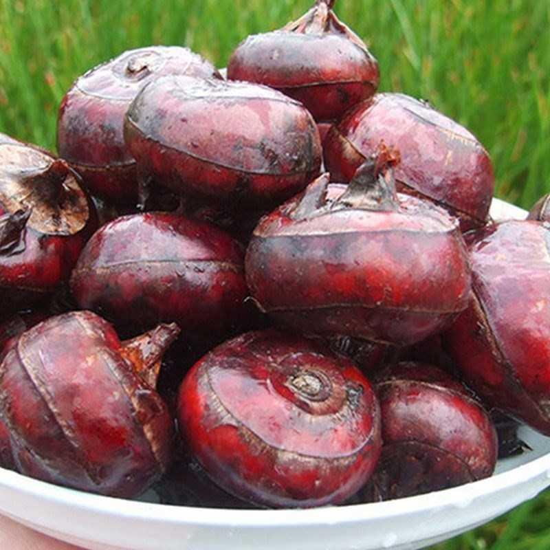 新鲜野生马蹄荸荠大果5斤地梨特大即食水果其它