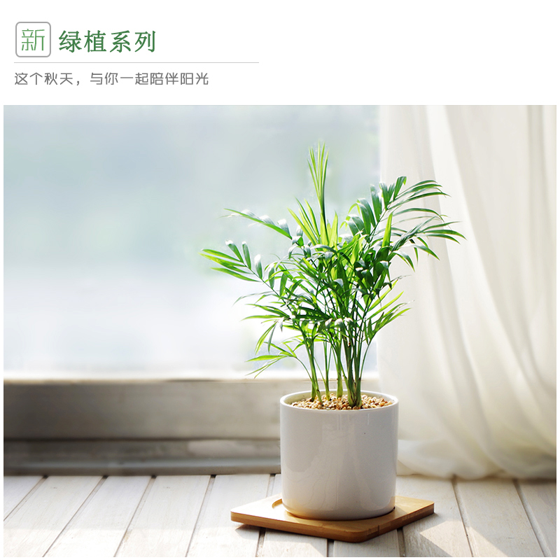 茵琦袖珍椰子小盆盆栽室内桌面绿植四季常青绿植