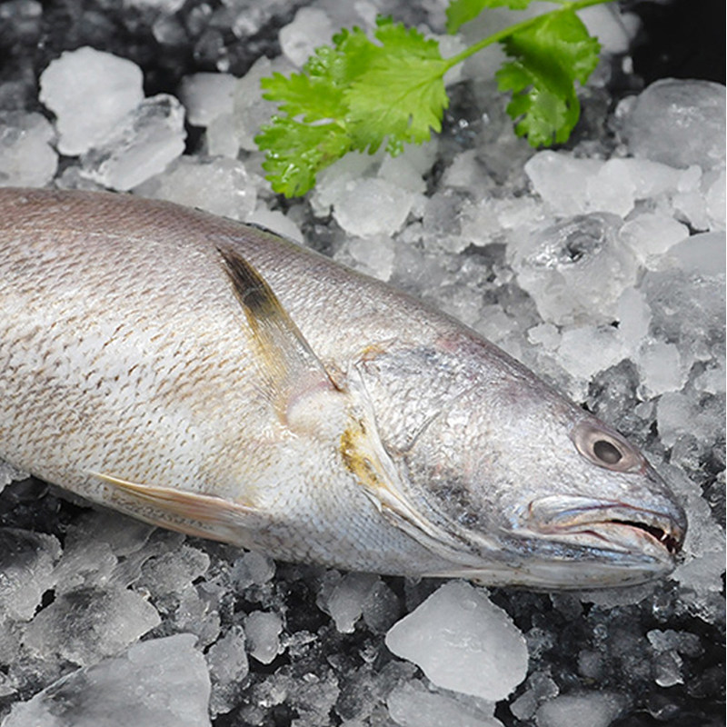 米鱼舟山山海野生新鲜鱼类东海鲜活冷冻深海其它