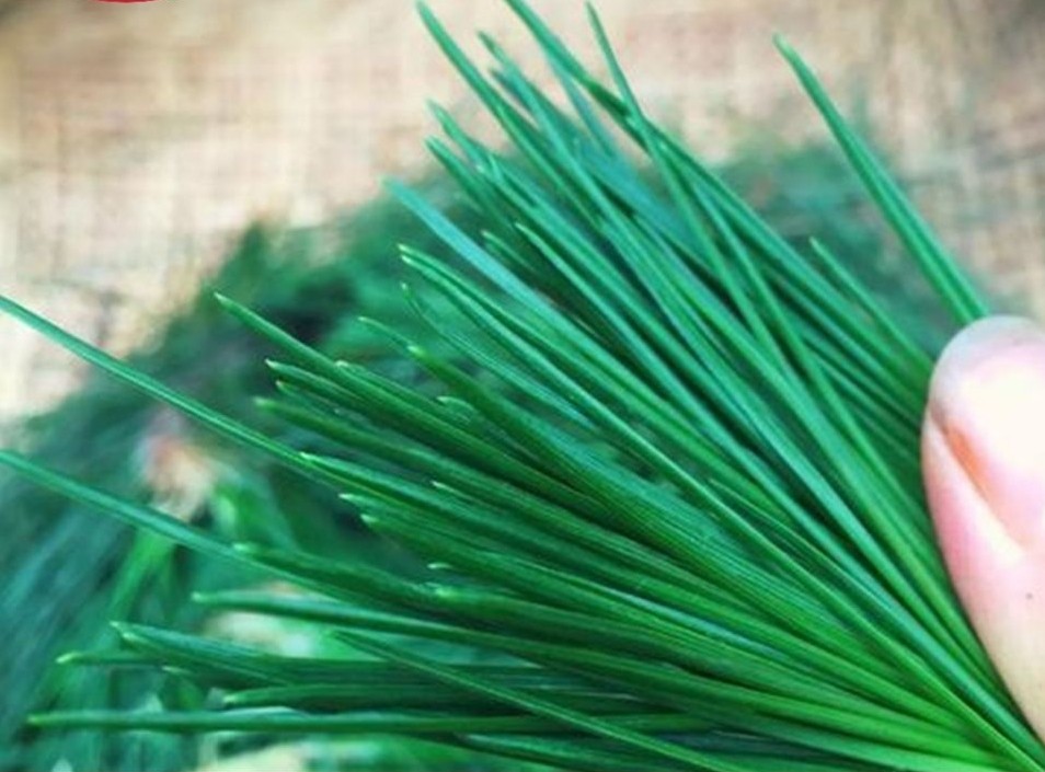 松针云南马尾酵素自制野生深山松毛马尾松两针其它