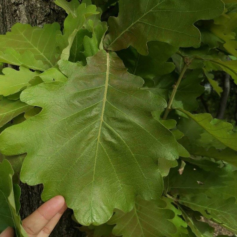 60片用桲饼子伯乐叶伯乐玻璃椤叶现摘粽子包子手机保护套