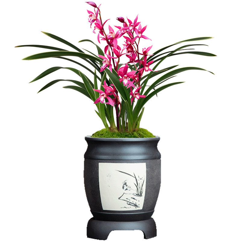 新品兰出售花卉绿植室内外兰花有香味花苞夏带西施时令草本花卉