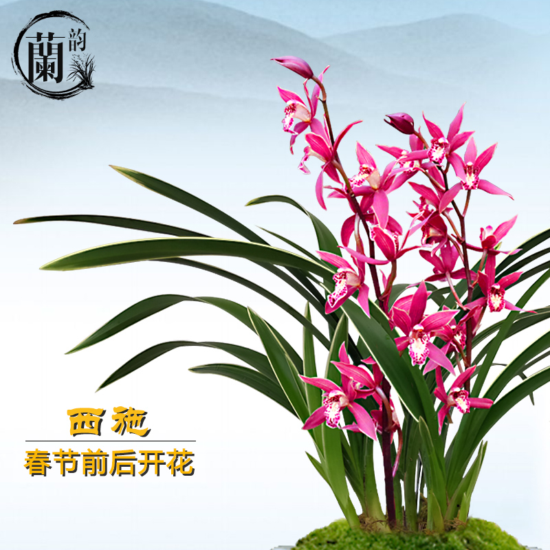 新品兰花苗建兰西施夏带花苞出售有香味的兰花室内外绿植花卉盆栽